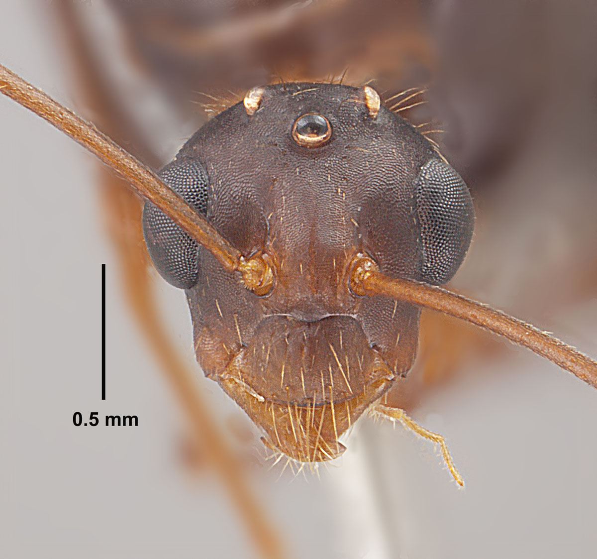 Camponotus floridanus, full face view of a male Camponotus floridanus, full face view of a male
